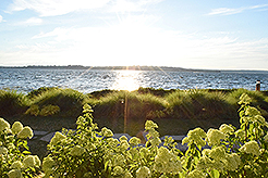 LOVE IN BLOOM AT WOODMARK HOTEL